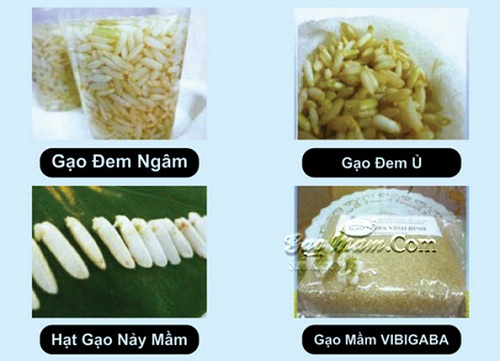 gạo mầm